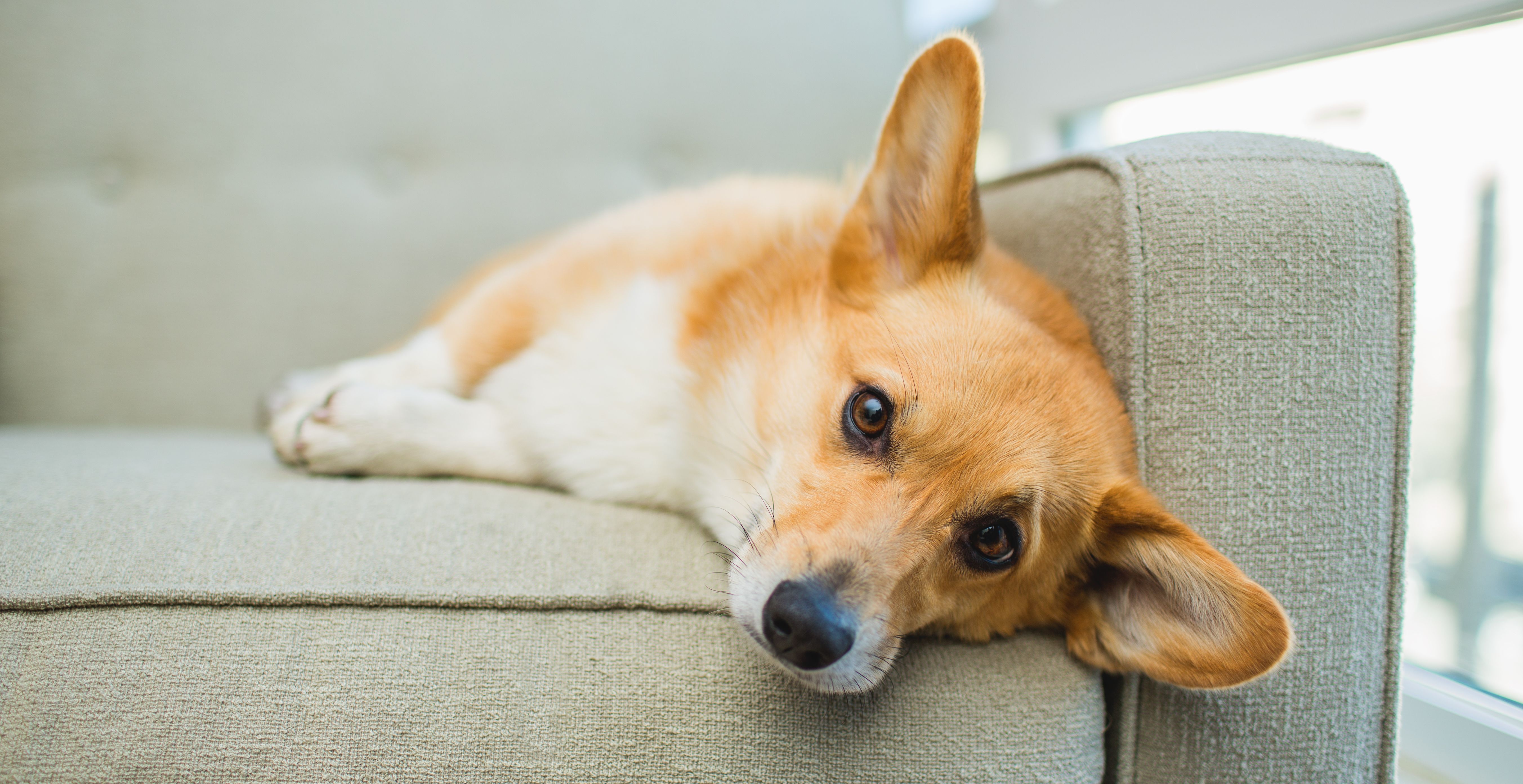 american eskimo dog is ill with infectious disease