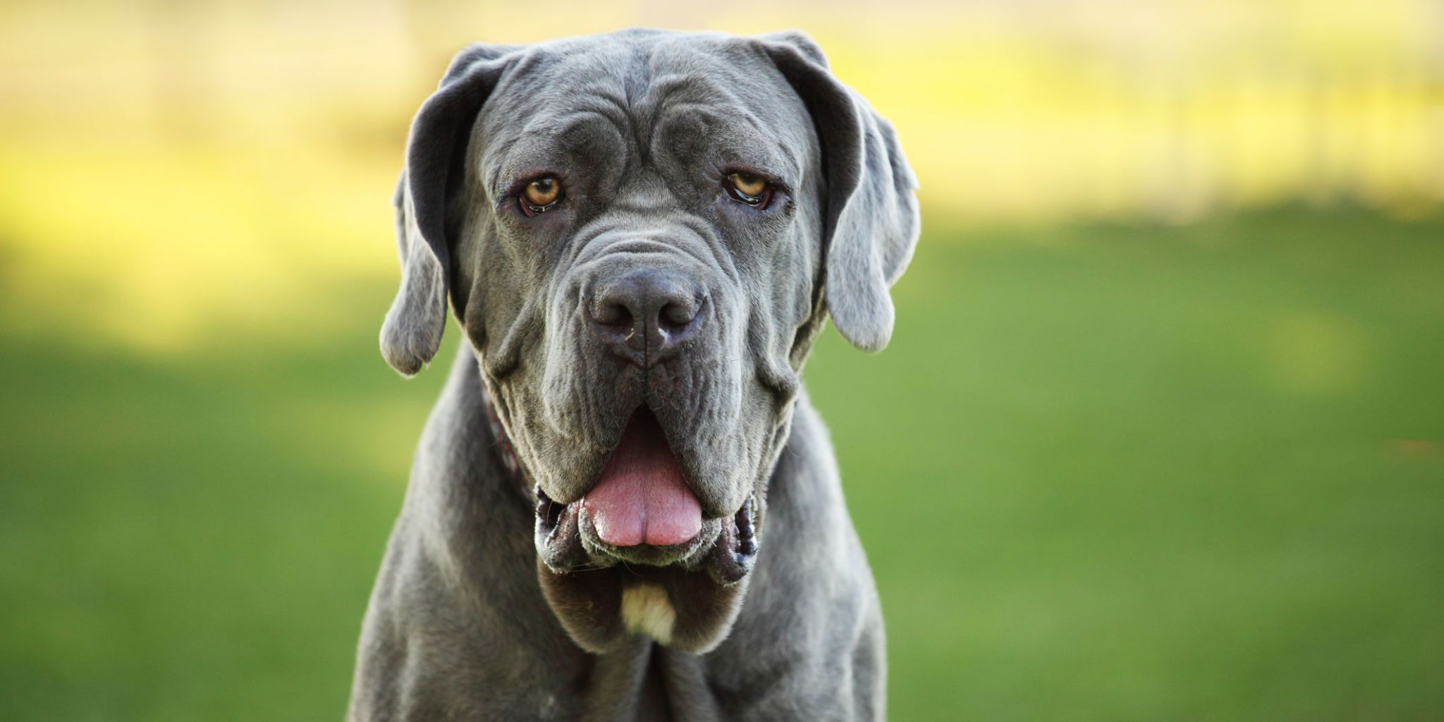 big dog breeds for first time owners