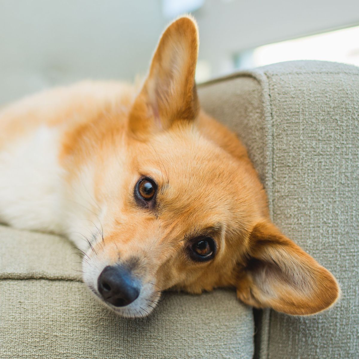 is shedding a sign of illness in dogs