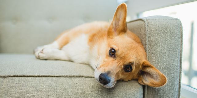 How To Tell If Your Dog Is Sick Signs Your Dog Is Ill