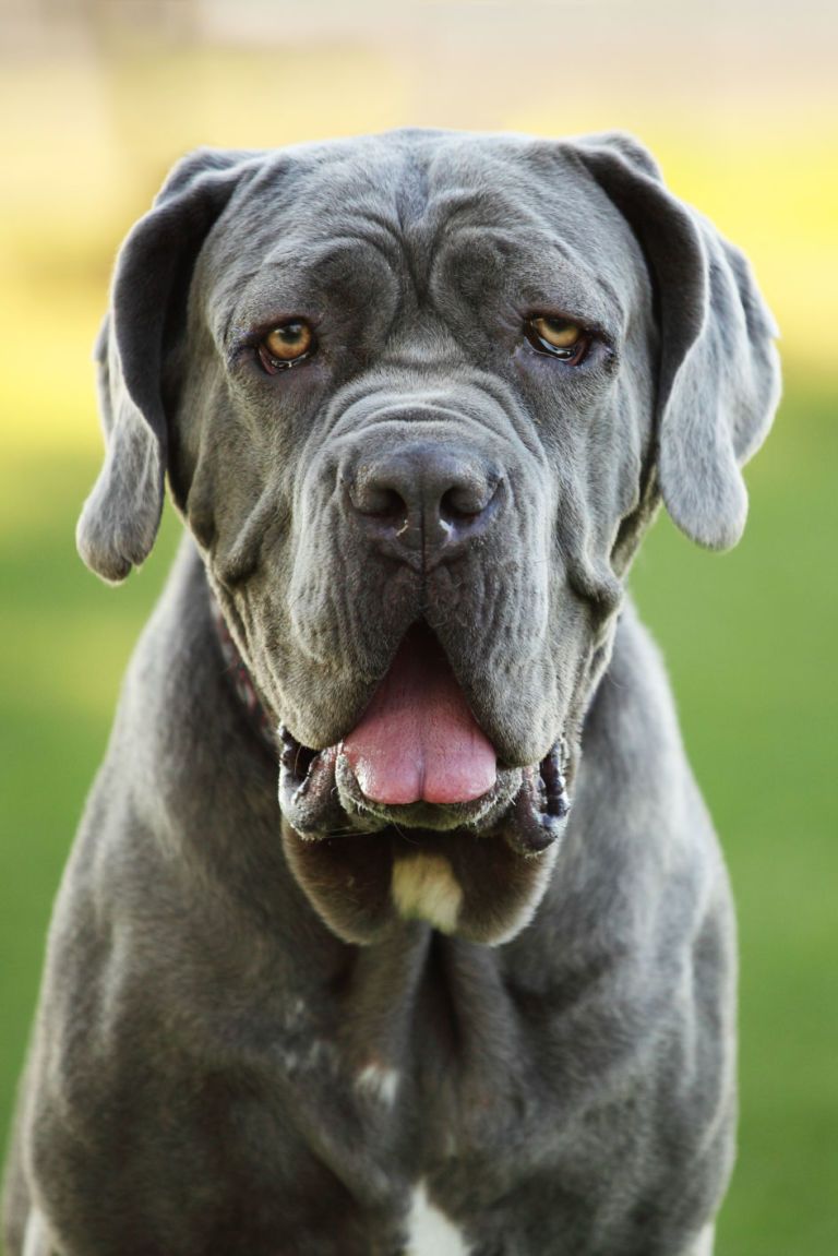 grey bloodhound