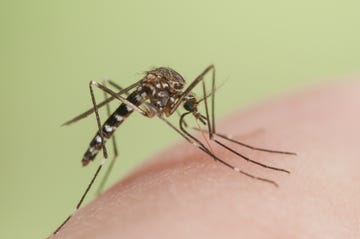 how to get rid of mosquito bites