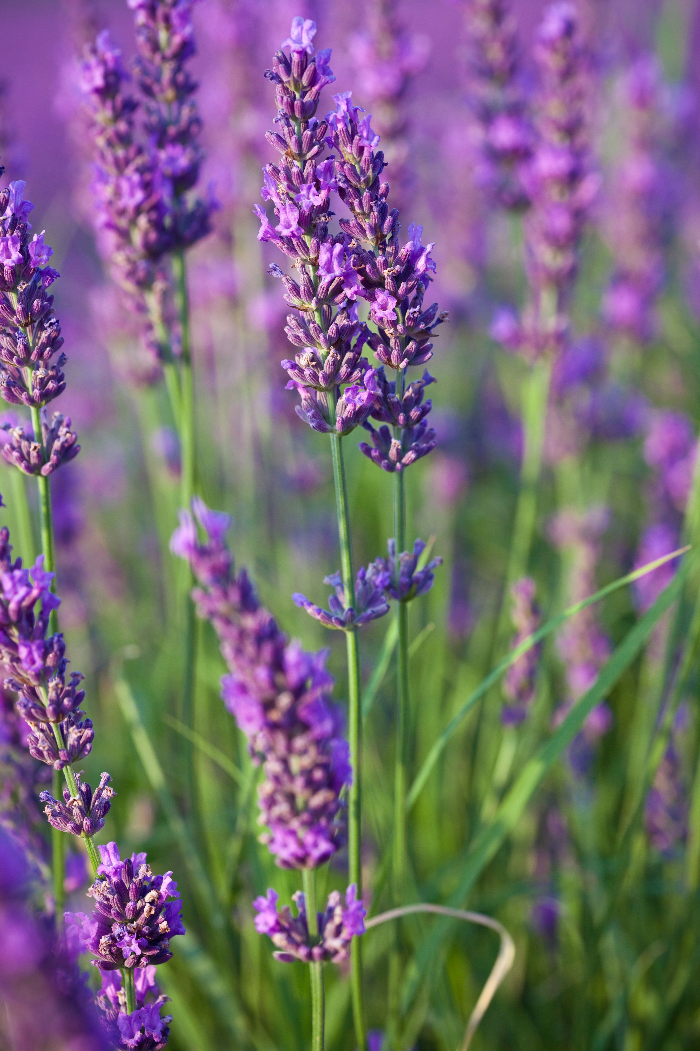 lavender-flower-meaning-in-gujarati-food-ideas