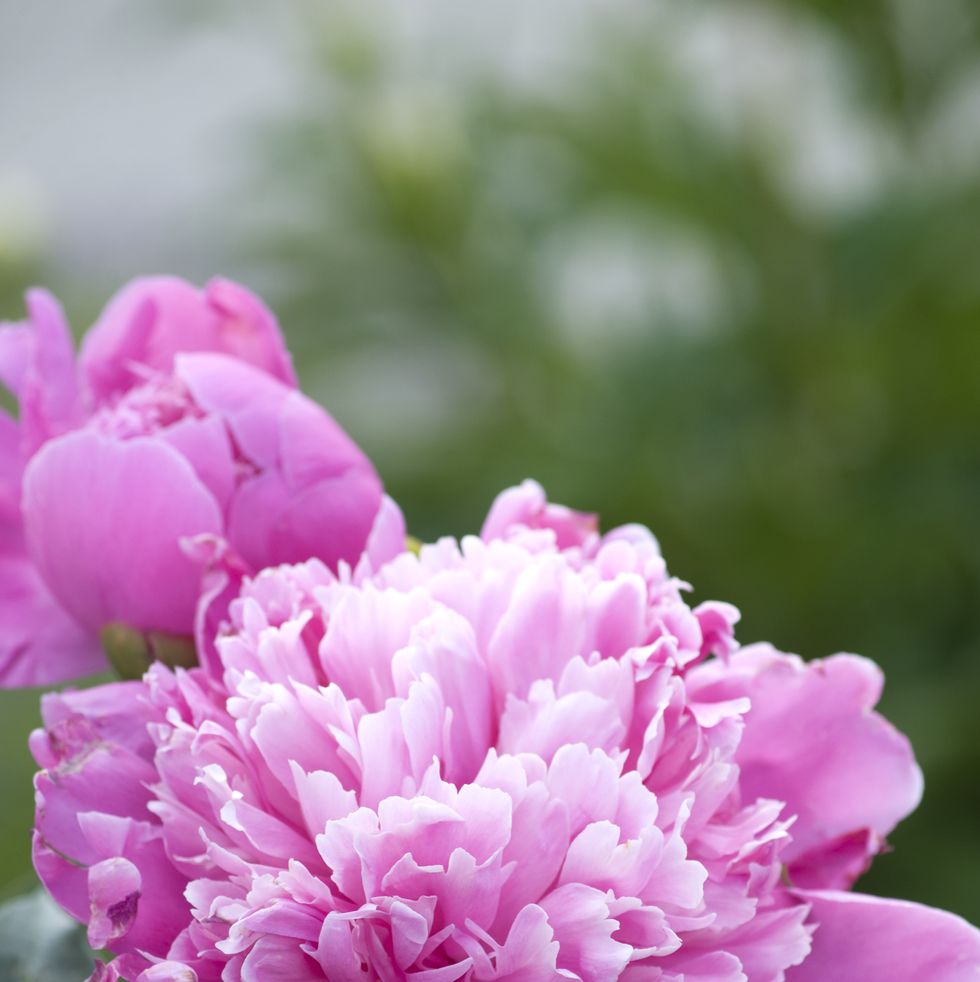 30 Top Summer Flowers That Are Easy to Plant