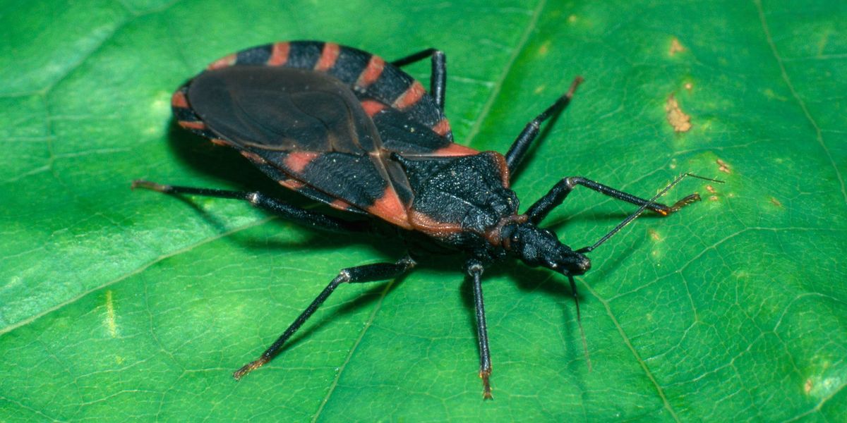 Watch Out For Kissing Bugs Triatomine Bugs Spread Chagas Disease