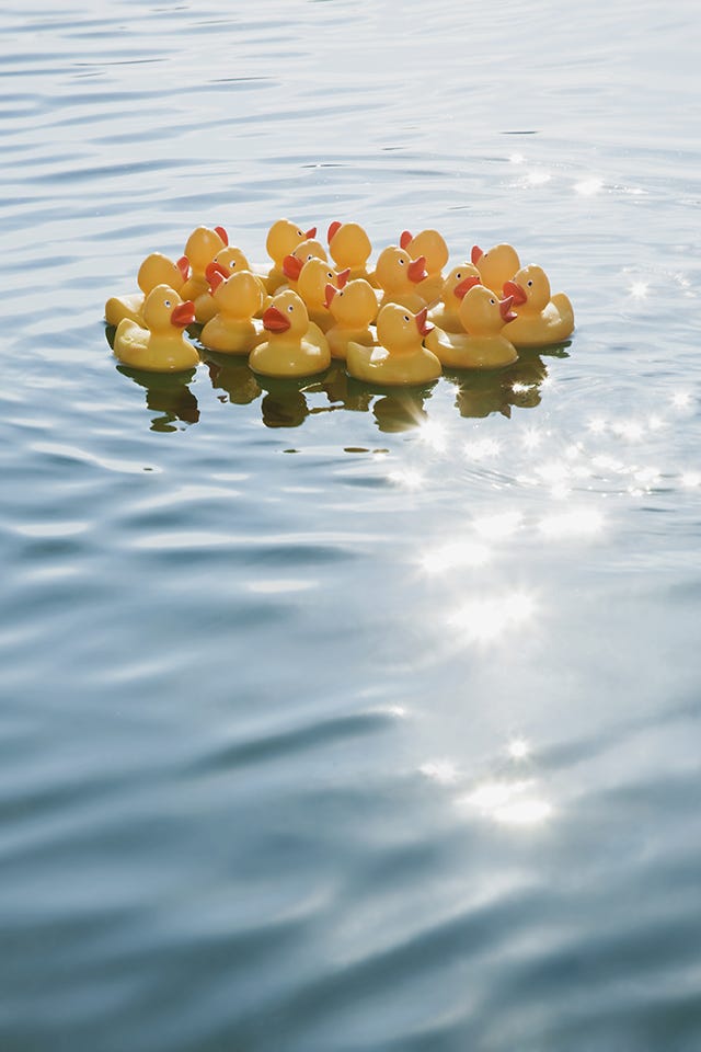 Calm, Reflection, Water bird, Plant, Flower, Duck, 