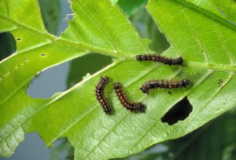 gypsy moth caterpillar rash