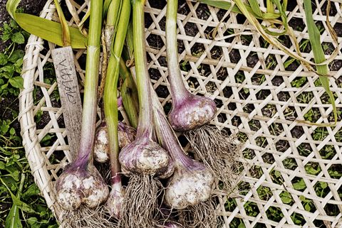 harvesting garlic