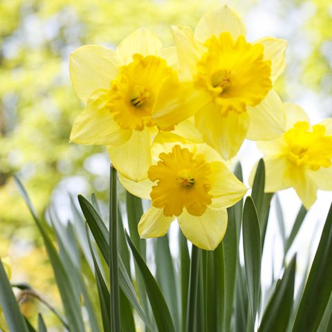daffodils poisonous plants