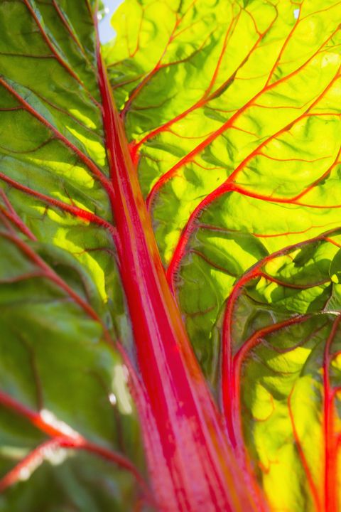 rhubarb poisonous plants