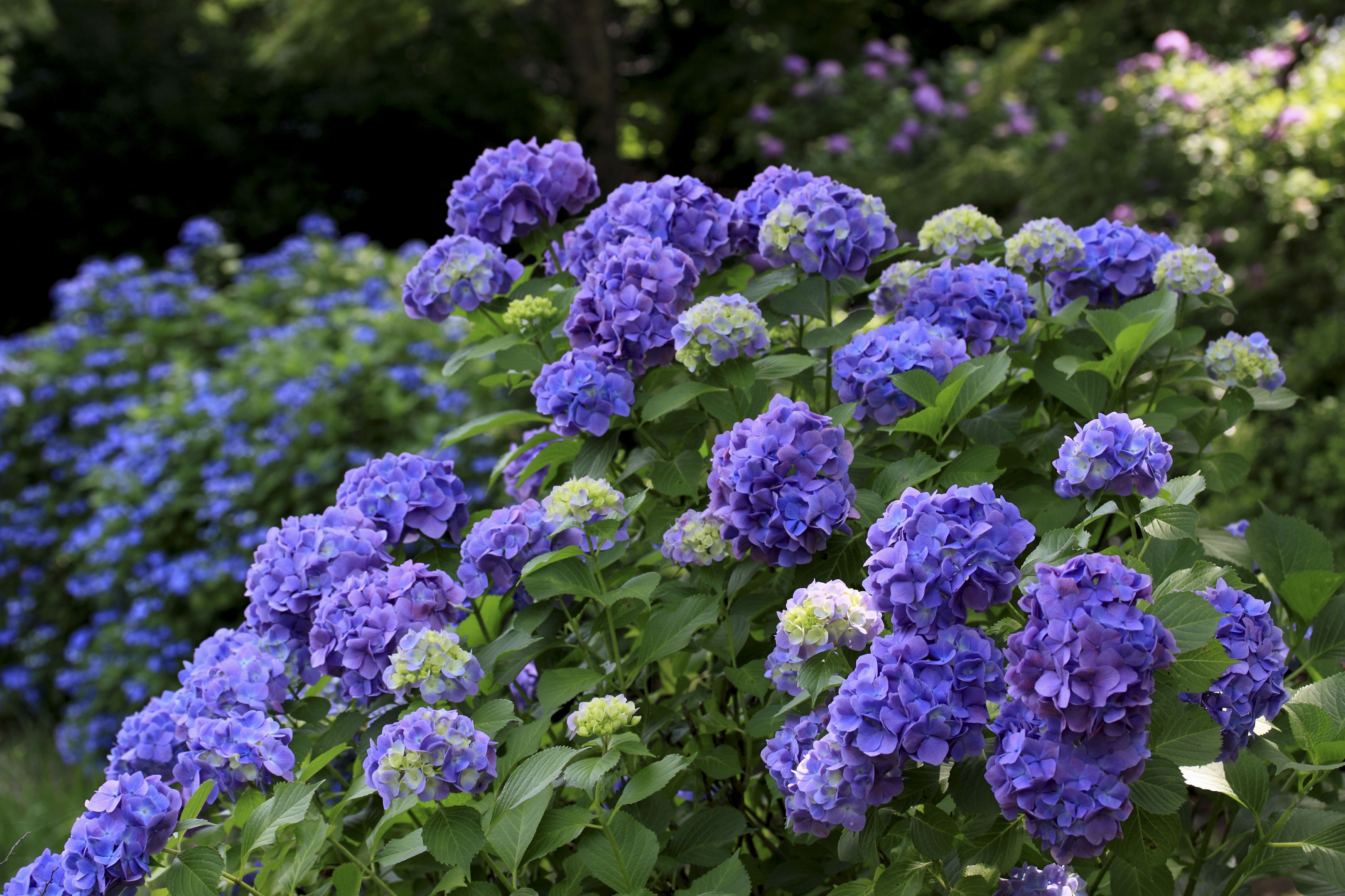 lilac poisonous to dogs