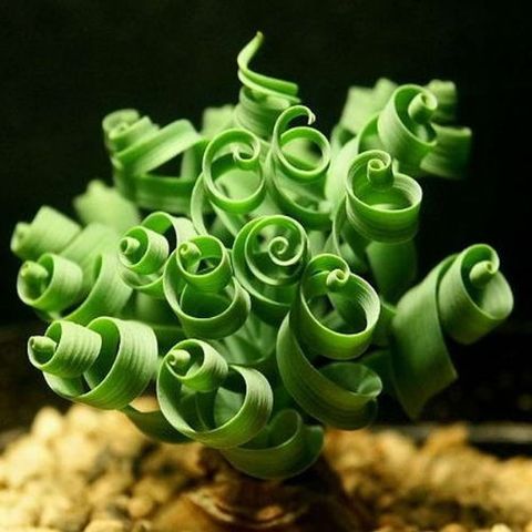 Green, Plant, Flower, Plant stem, Organism, 