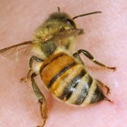 Bee, Insect, Honeybee, Megachilidae, Invertebrate, Membrane-winged insect, Pest, Arthropod, Bumblebee, Pollinator, 