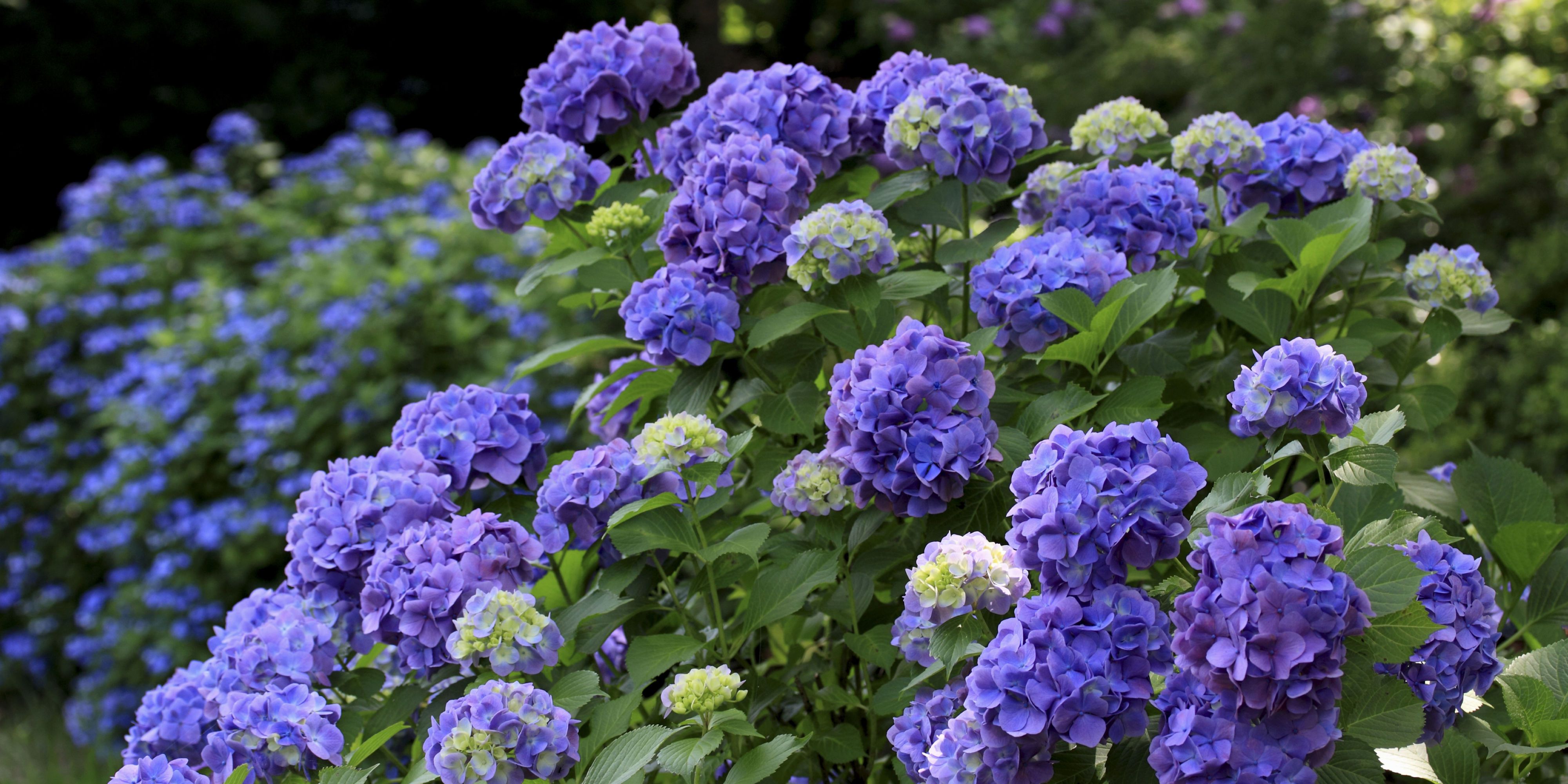 purple flowers poisonous to dogs