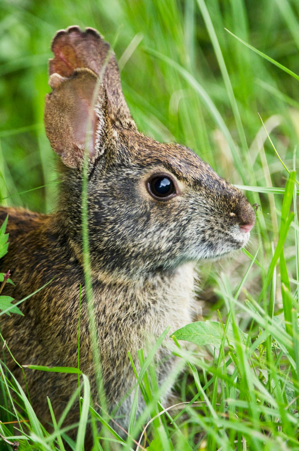 Swamp Rabbit