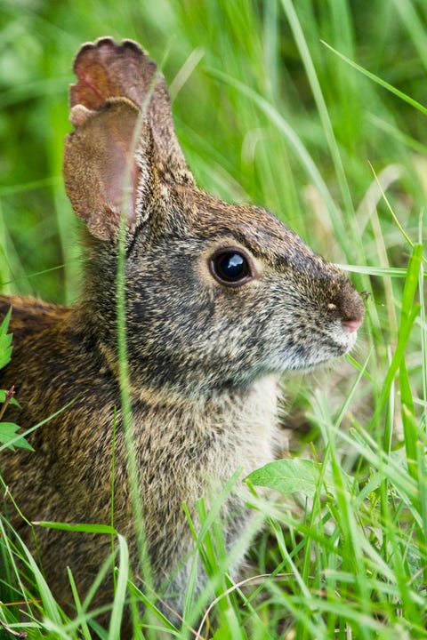 The 50 Cutest Native Animals In Every State The 50 Cutest Native Animals In Every State