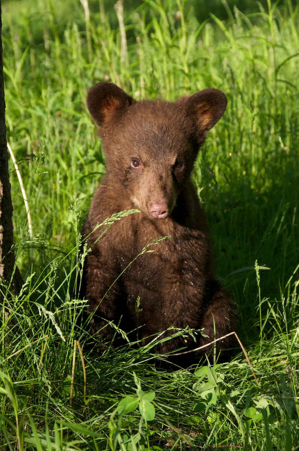 Black Bear