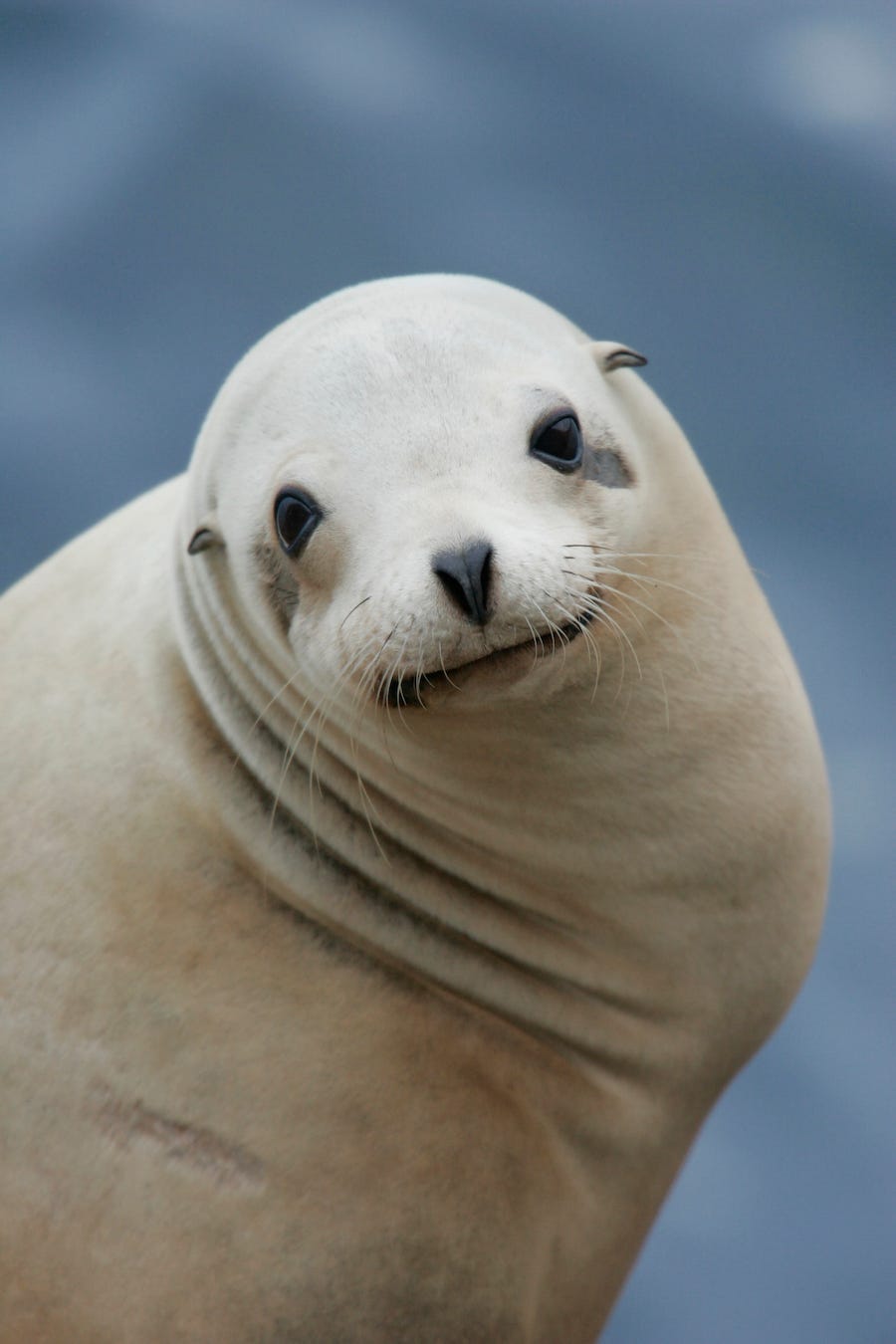 California Sea Lions