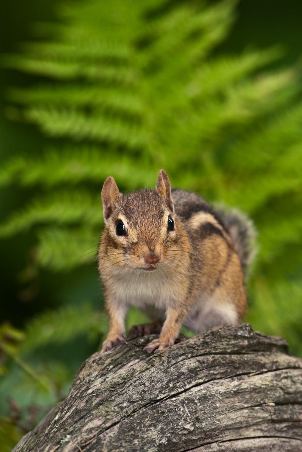 Eastern Chipmunk