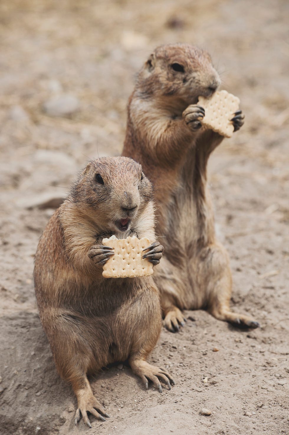 Prairie Dogs