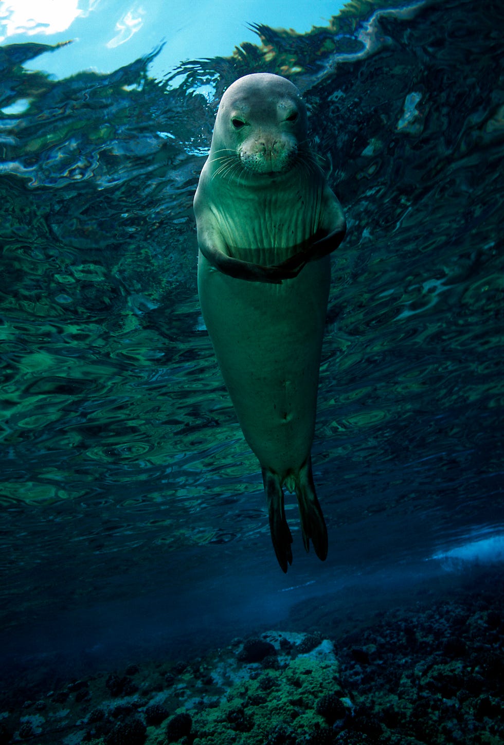 Hawaiian Monk Seal