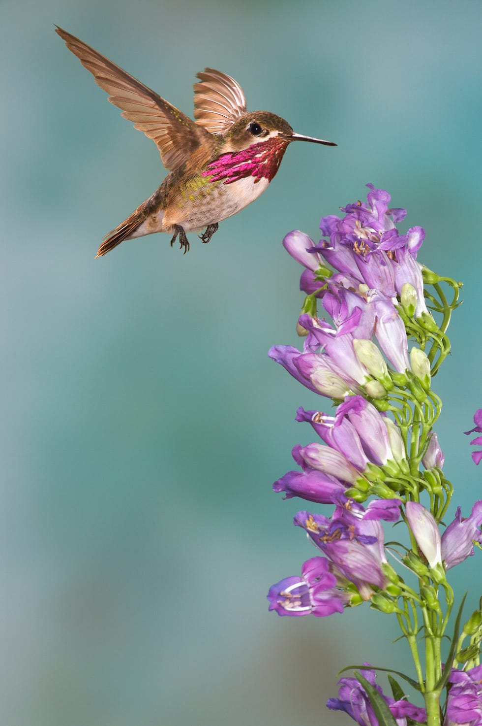 Calliope Hummingbird