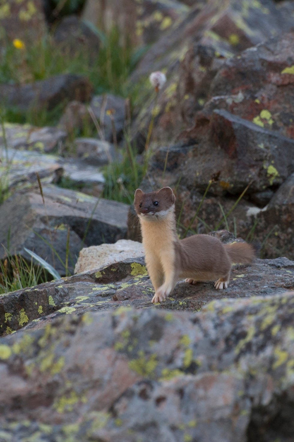 Least Weasel