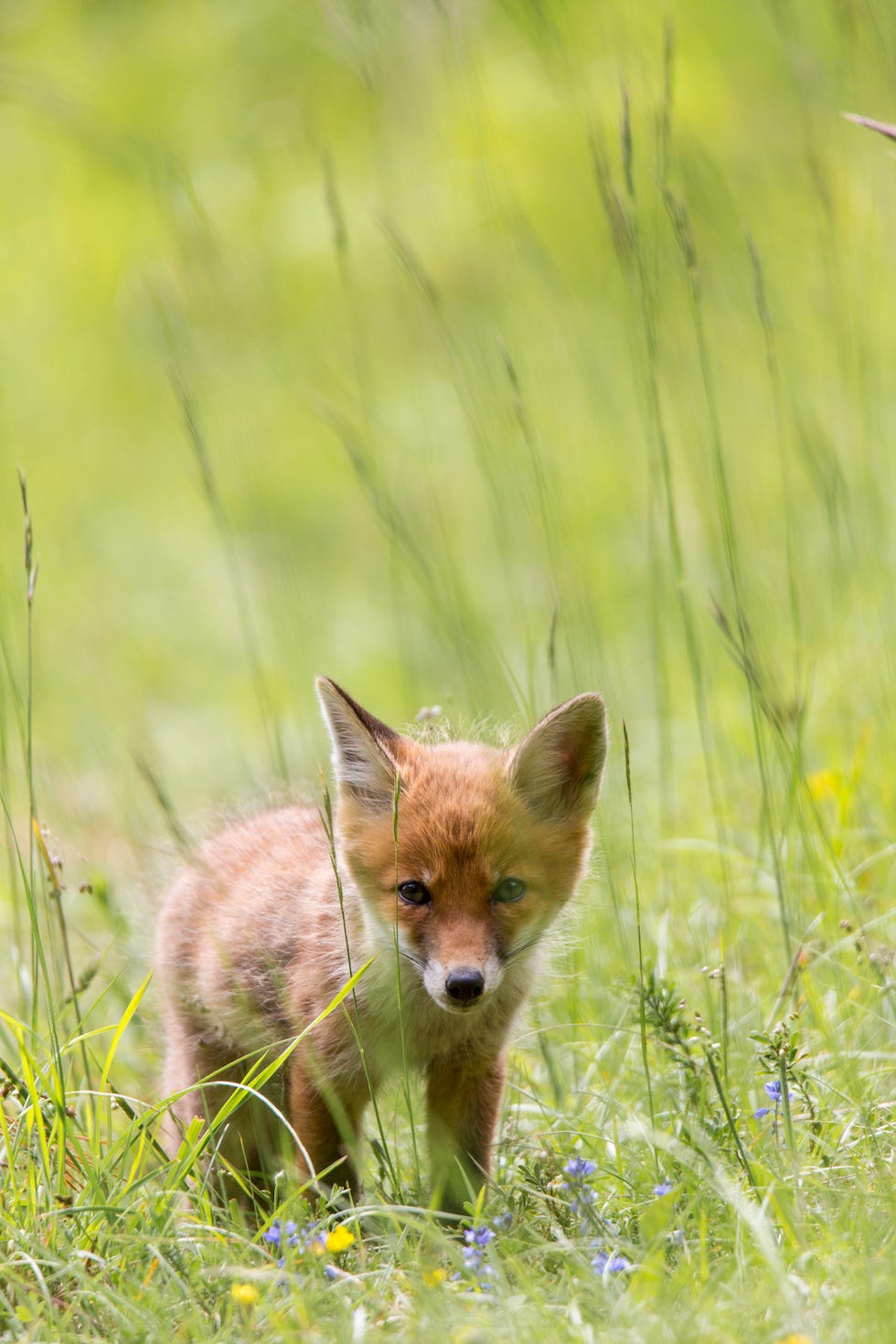 cutest animals in the U.S.