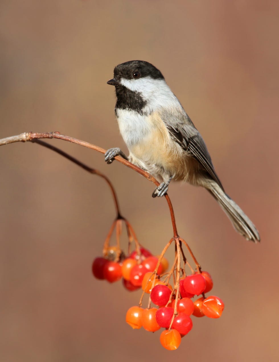 Black-Capped Chickadee