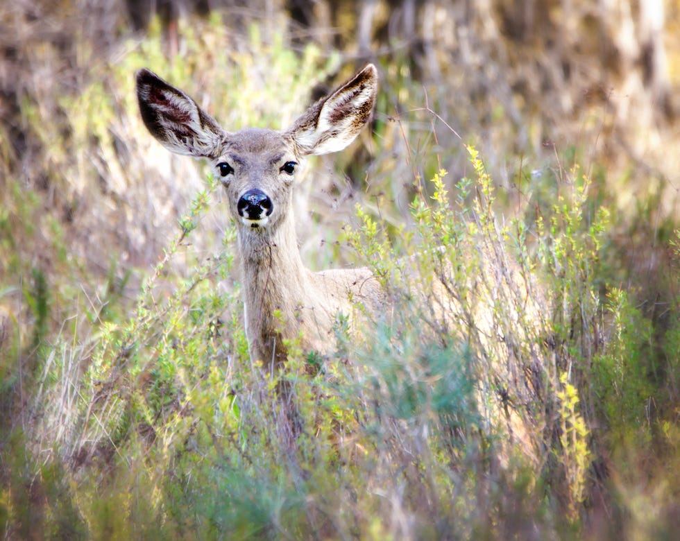 Mule Deer
