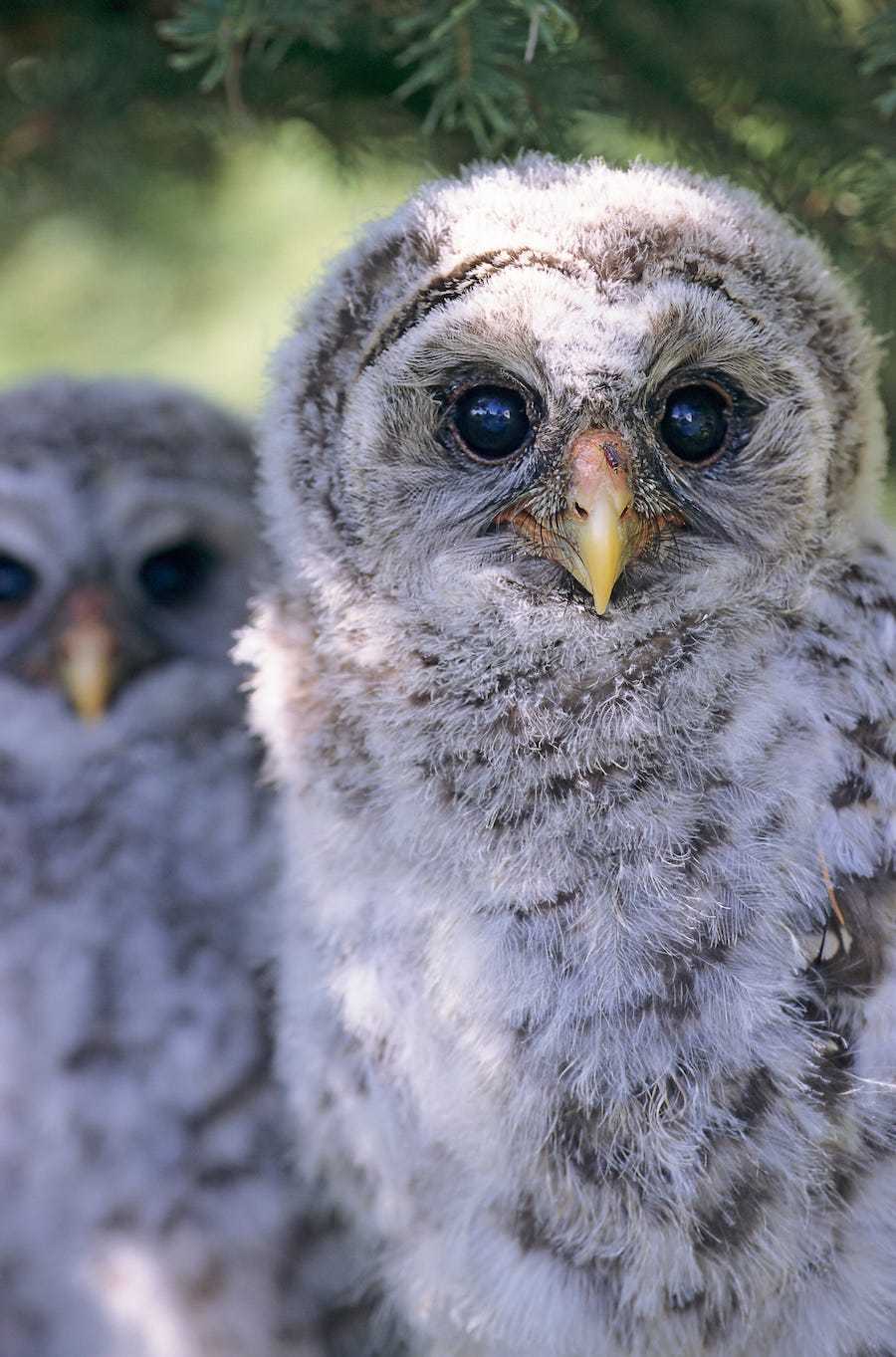 Barred Owl