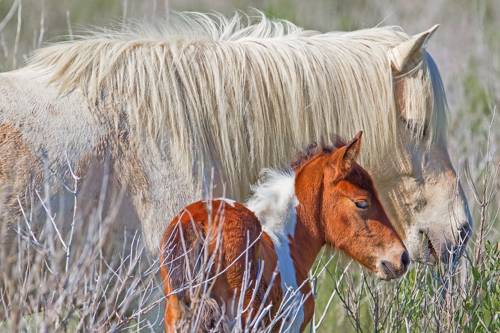 Assateague Ponies