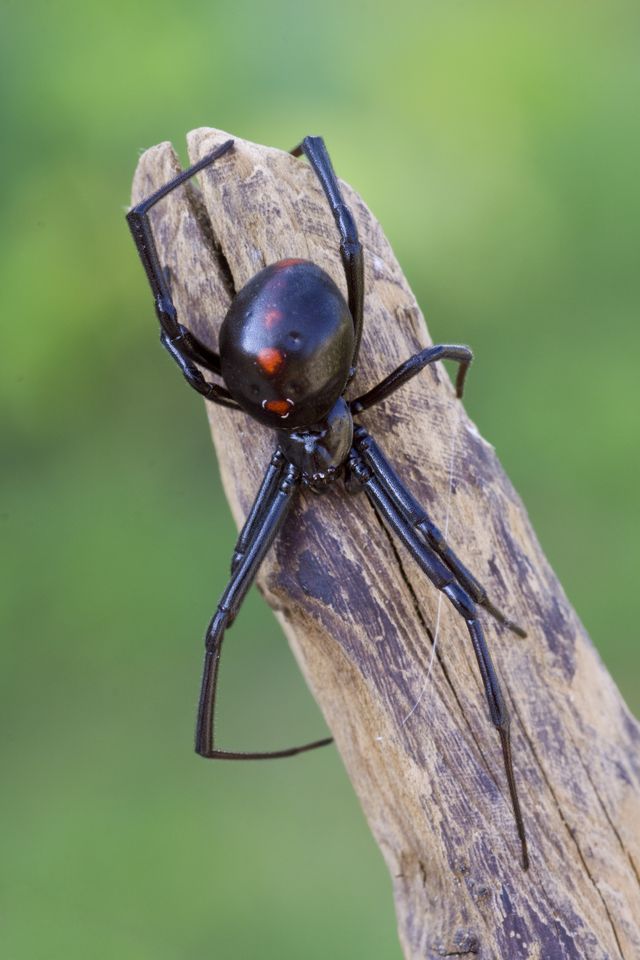 black widow spider bite first day