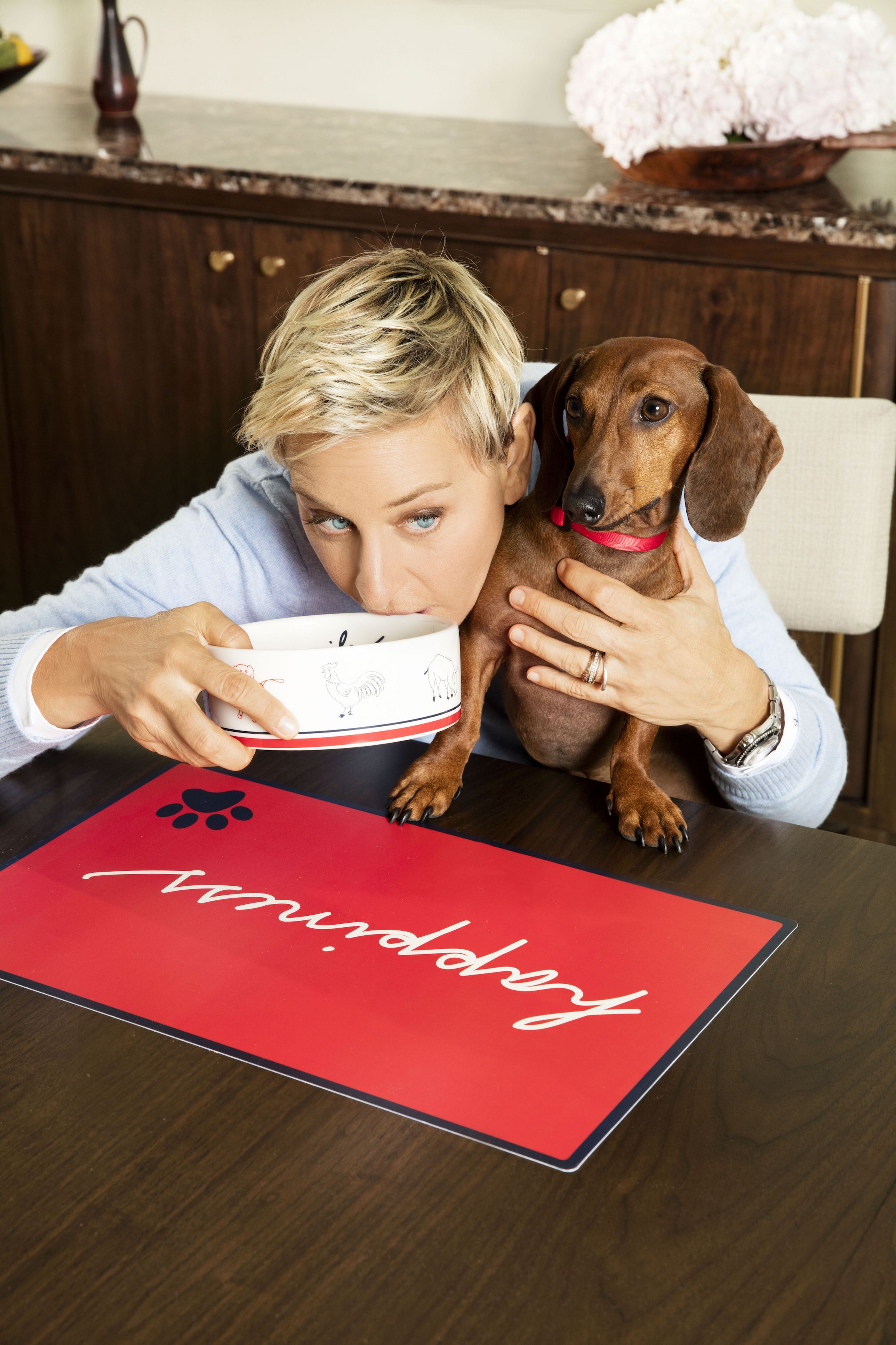 Ellen degeneres pet outlet bed