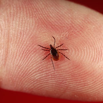 black-legged tick