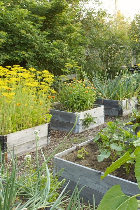 How To Build A Raised Garden Bed Diy Container Image