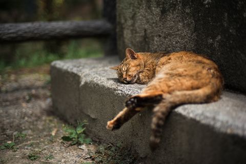 Cat sleeping on ledge