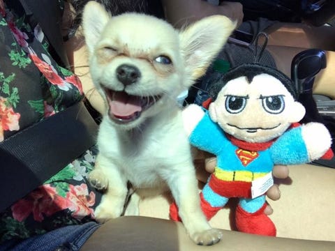 Abandoned dog found in airport bathroom