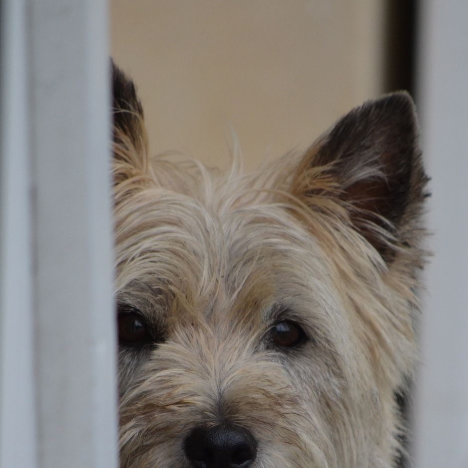 a closeup of a white cairn terrier