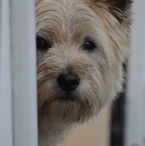 a closeup of a white cairn terrier