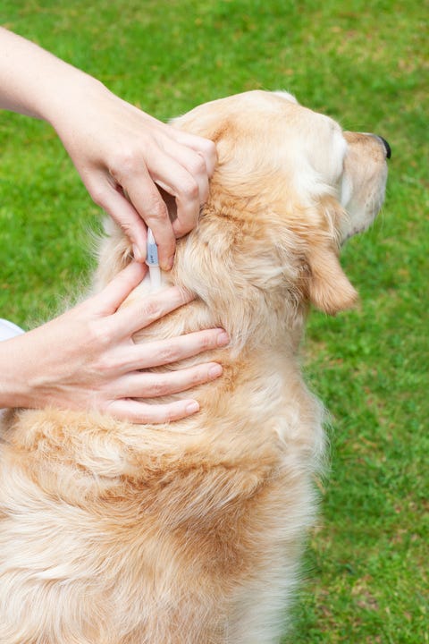 dog flea and tick