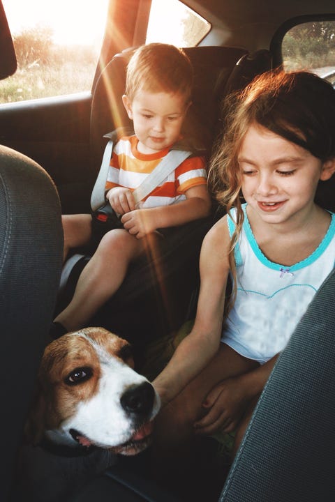 dog in backseat