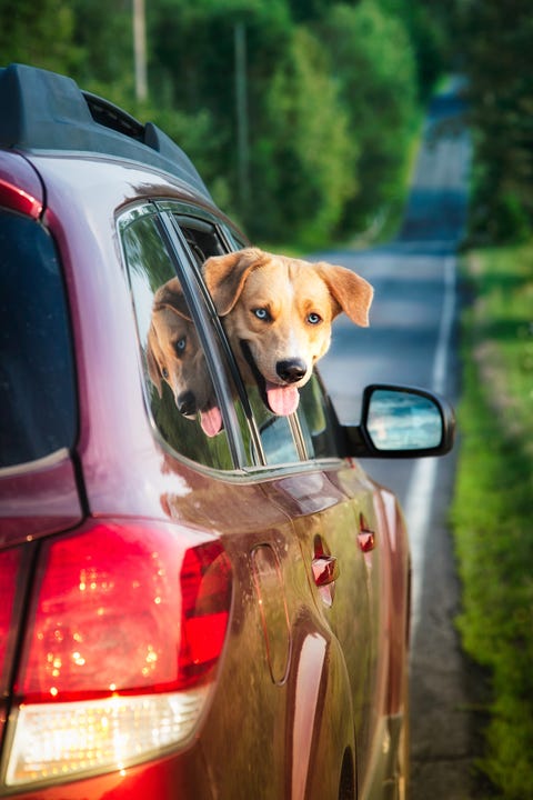 dog in car