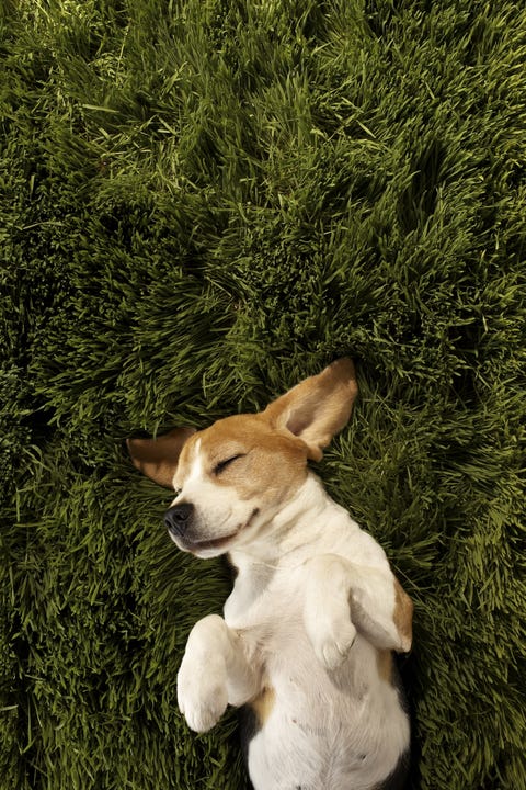 dog in grass