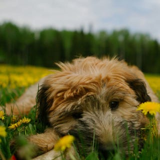 25 cutest dog breeds most adorable dogs