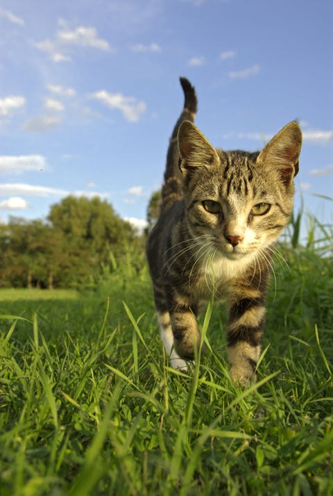 outdoor cat