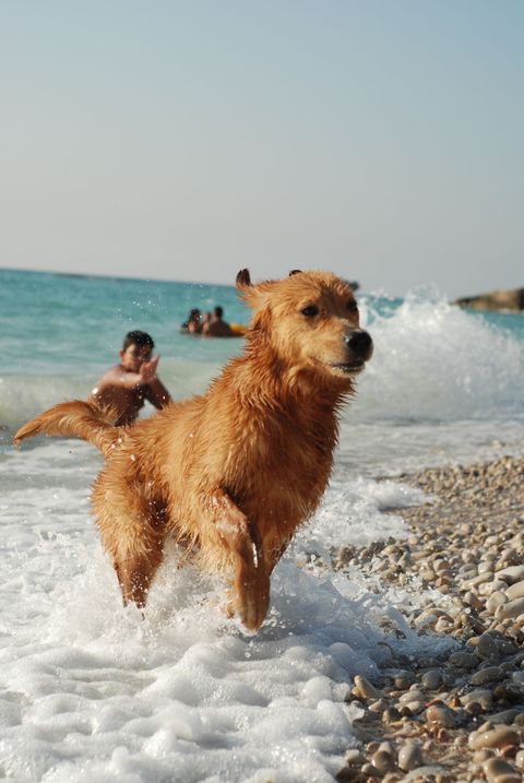 dog at the beach