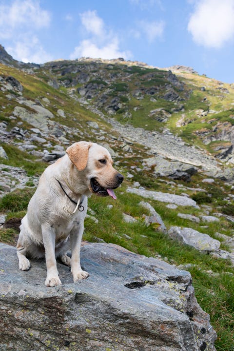 dog on rocks