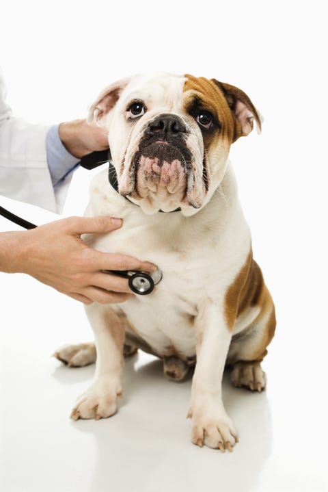 dog doctor