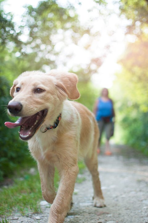 dog on walk